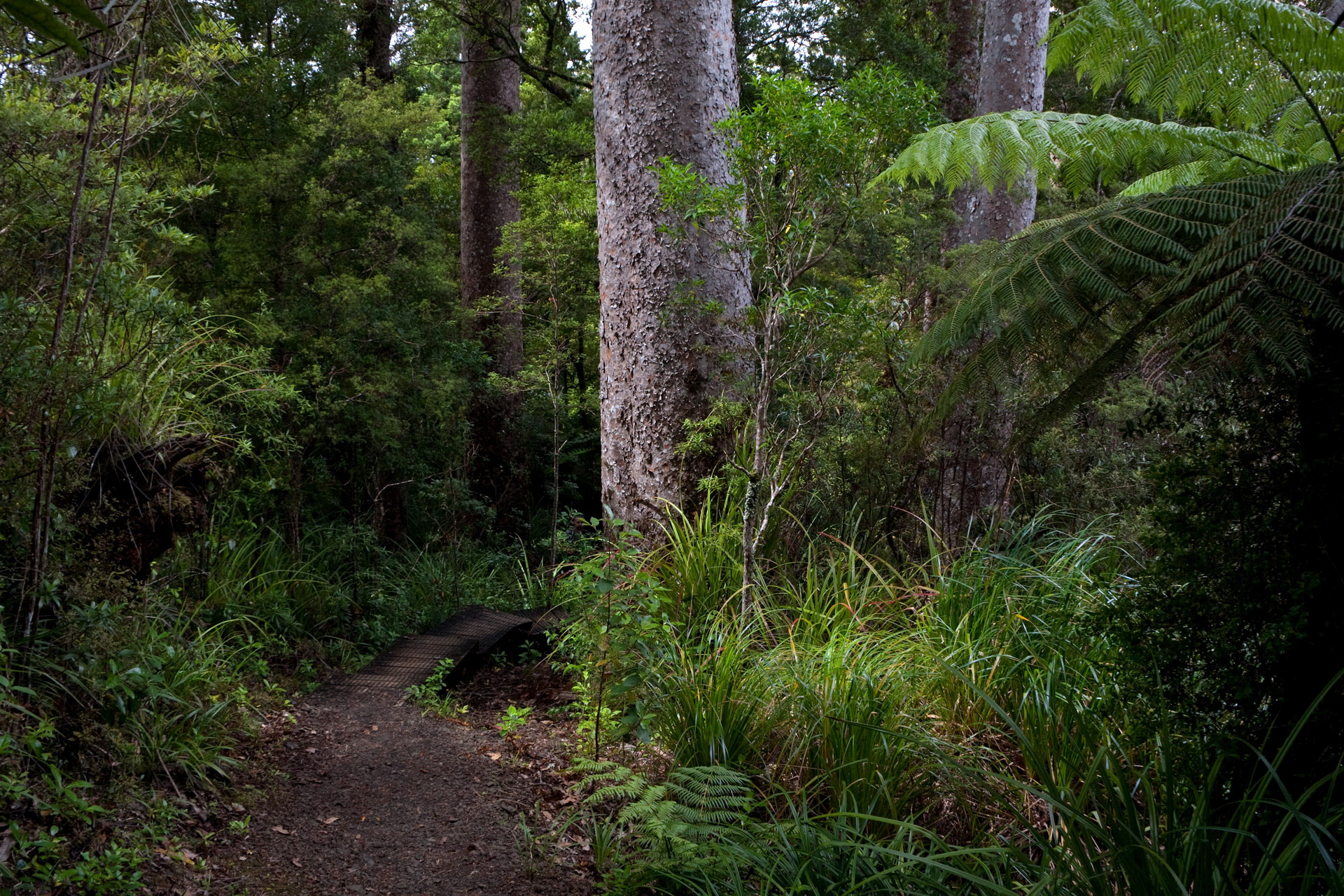 Нотофагусовые леса новой Зеландии