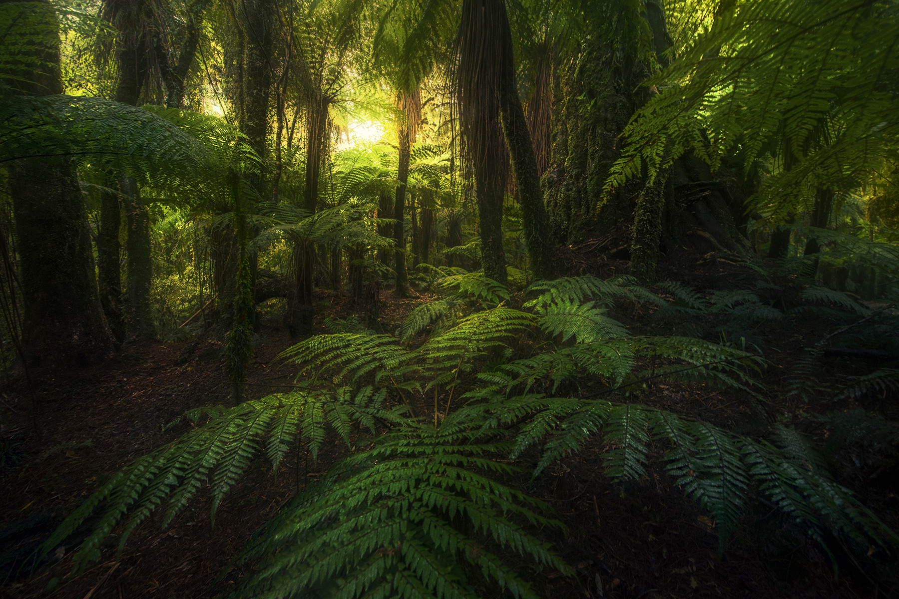 Тропические леса новой Зеландии