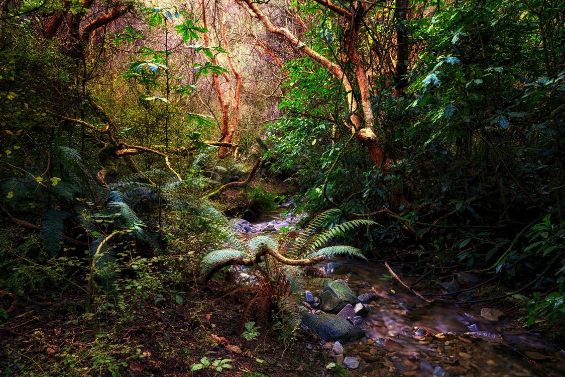 Новая Зеландия вечнозеленые леса