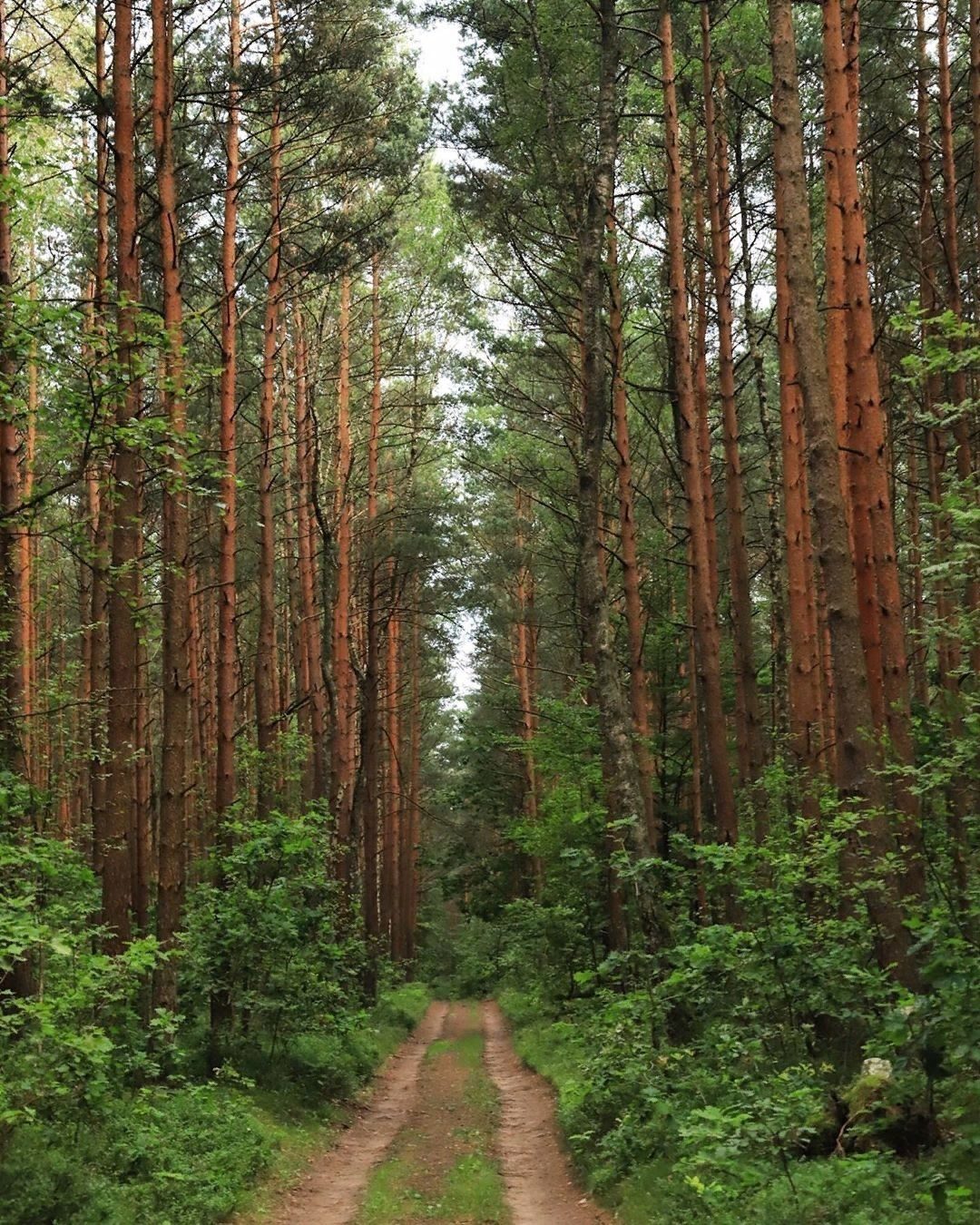 Сосновый лес Новозолотовская