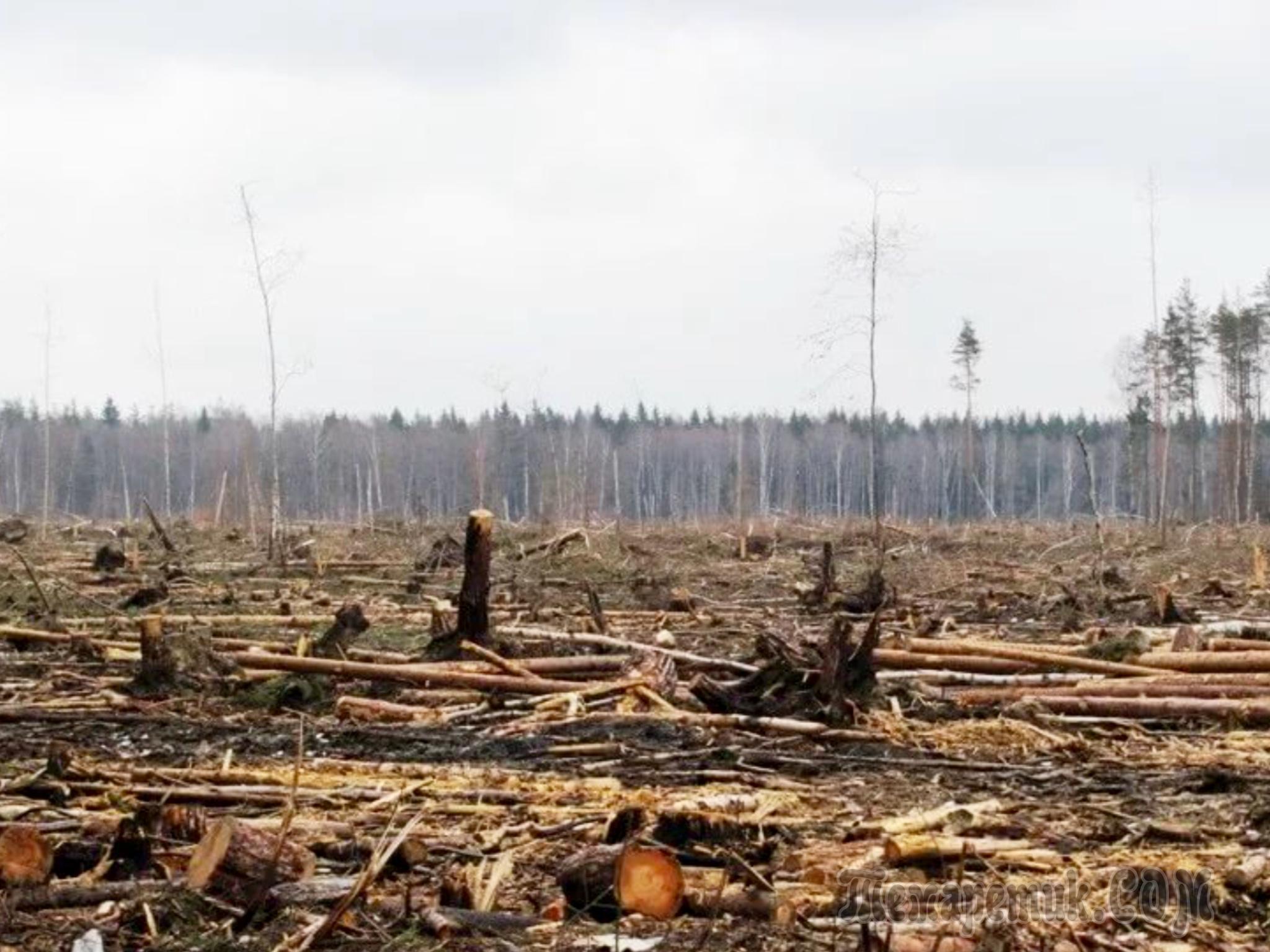 Вырубка лесов в Архангельской области