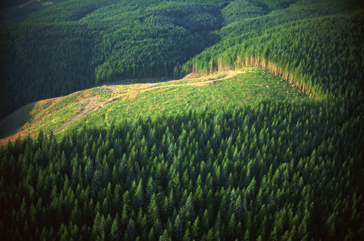 Карпаты вырубленные леса