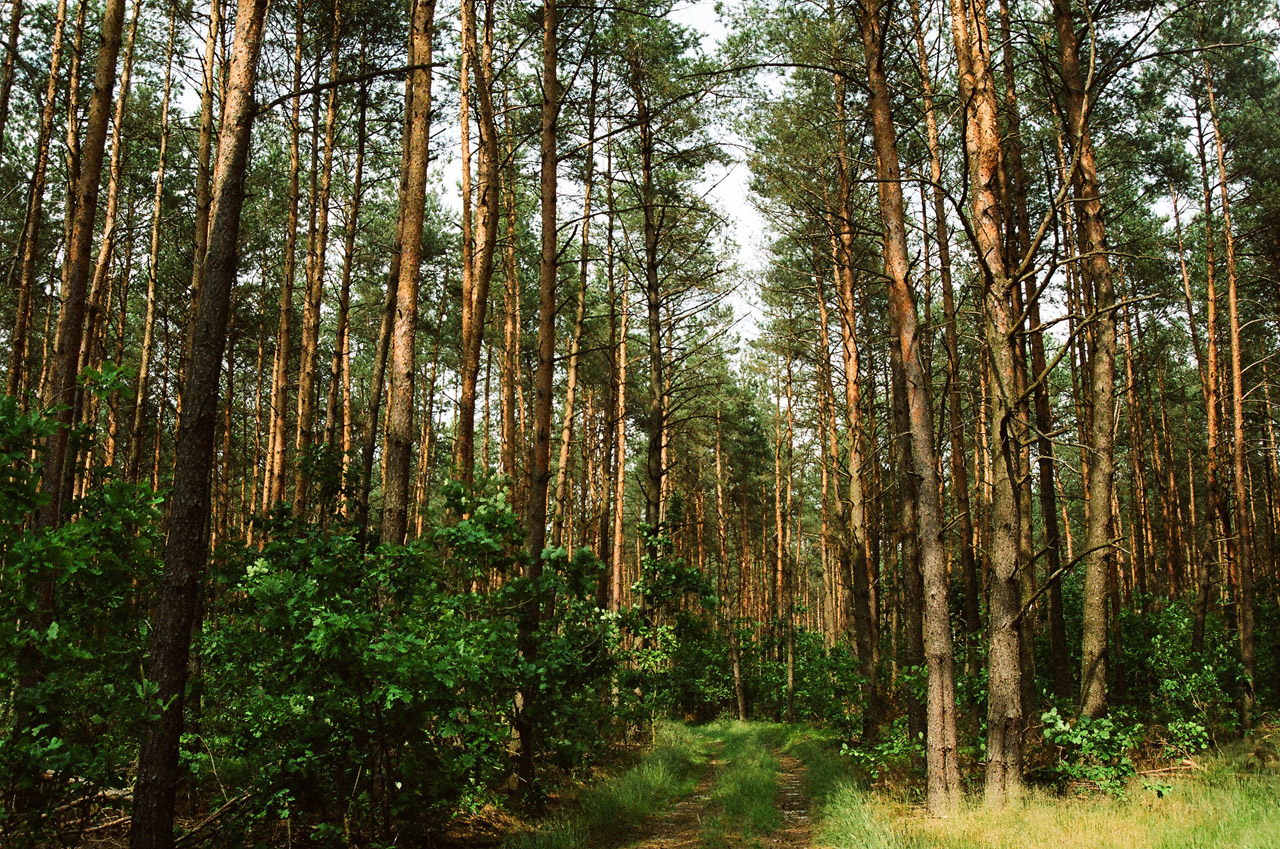 Польша лес