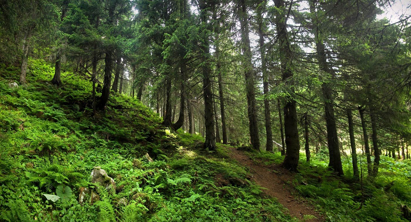 Природные ресурсы лес