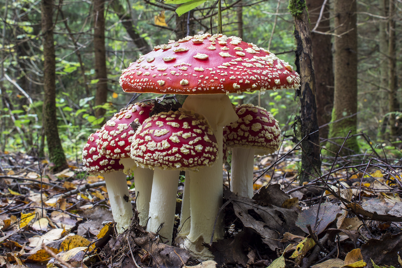 Несъедобные грибы Свердловской области