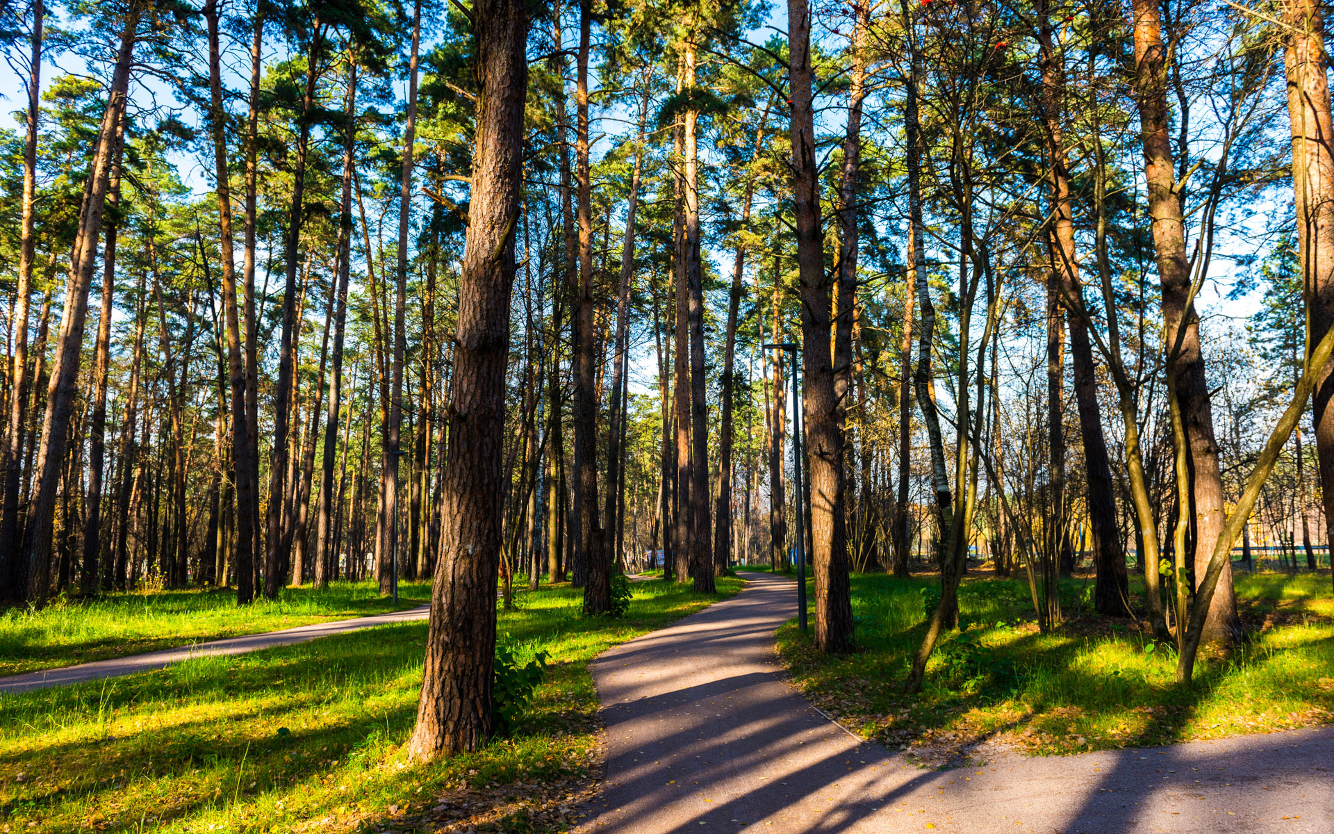 Парк «Лесной массив на улице Максимова»
