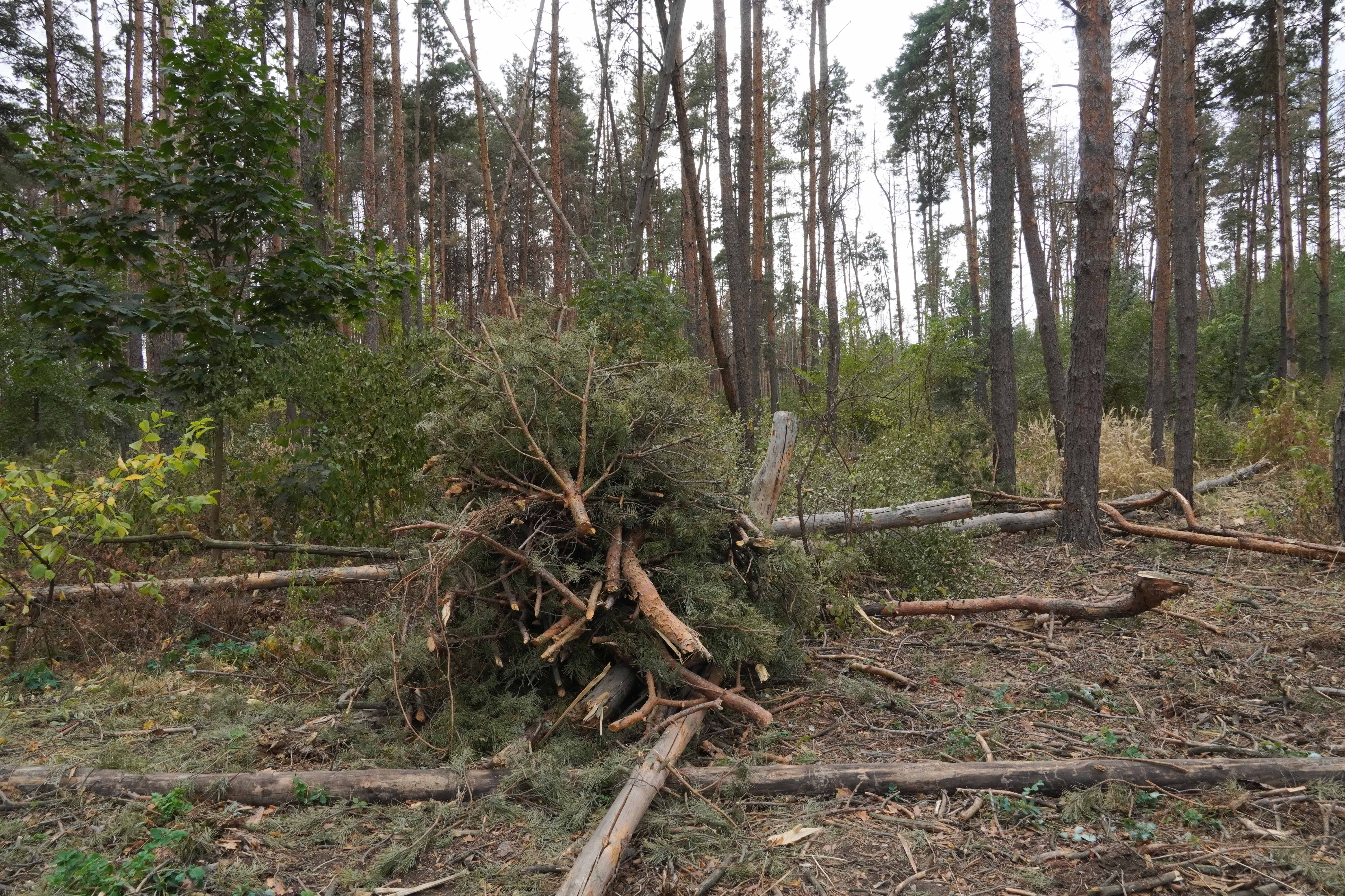 воронеж парк северный лес