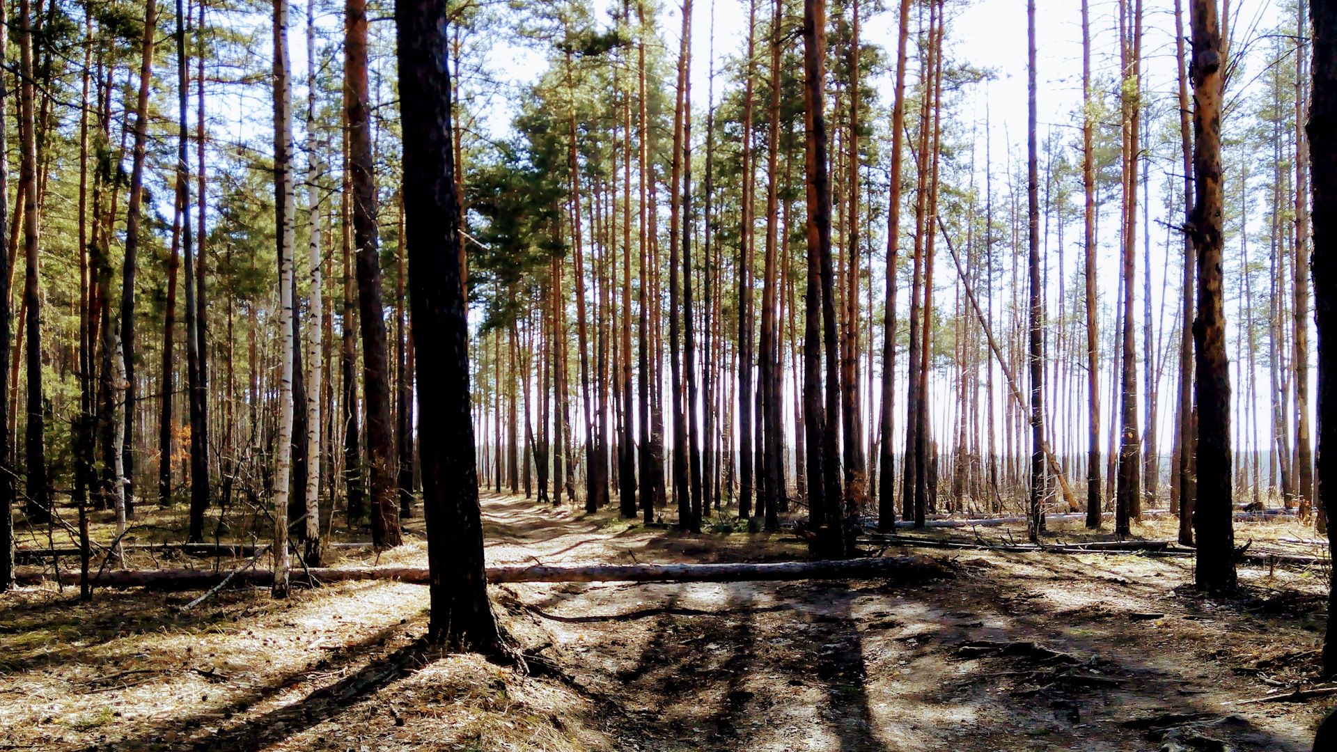 воронеж парк северный лес