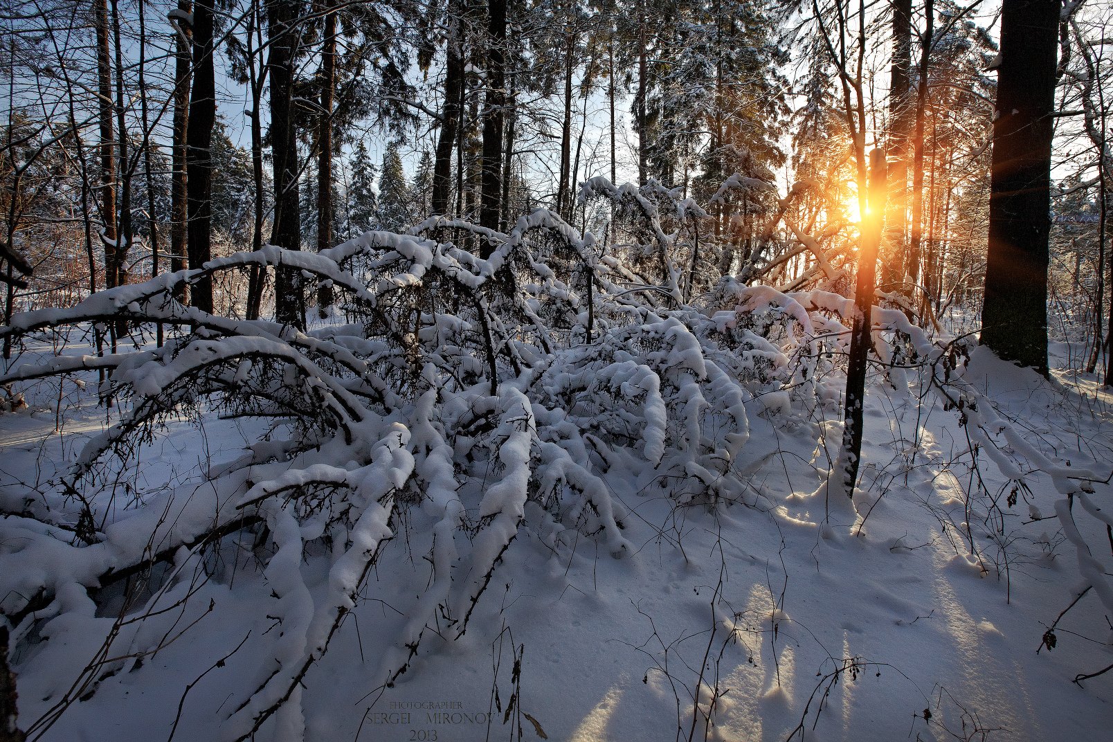 Зимний лес Подмосковье ночью
