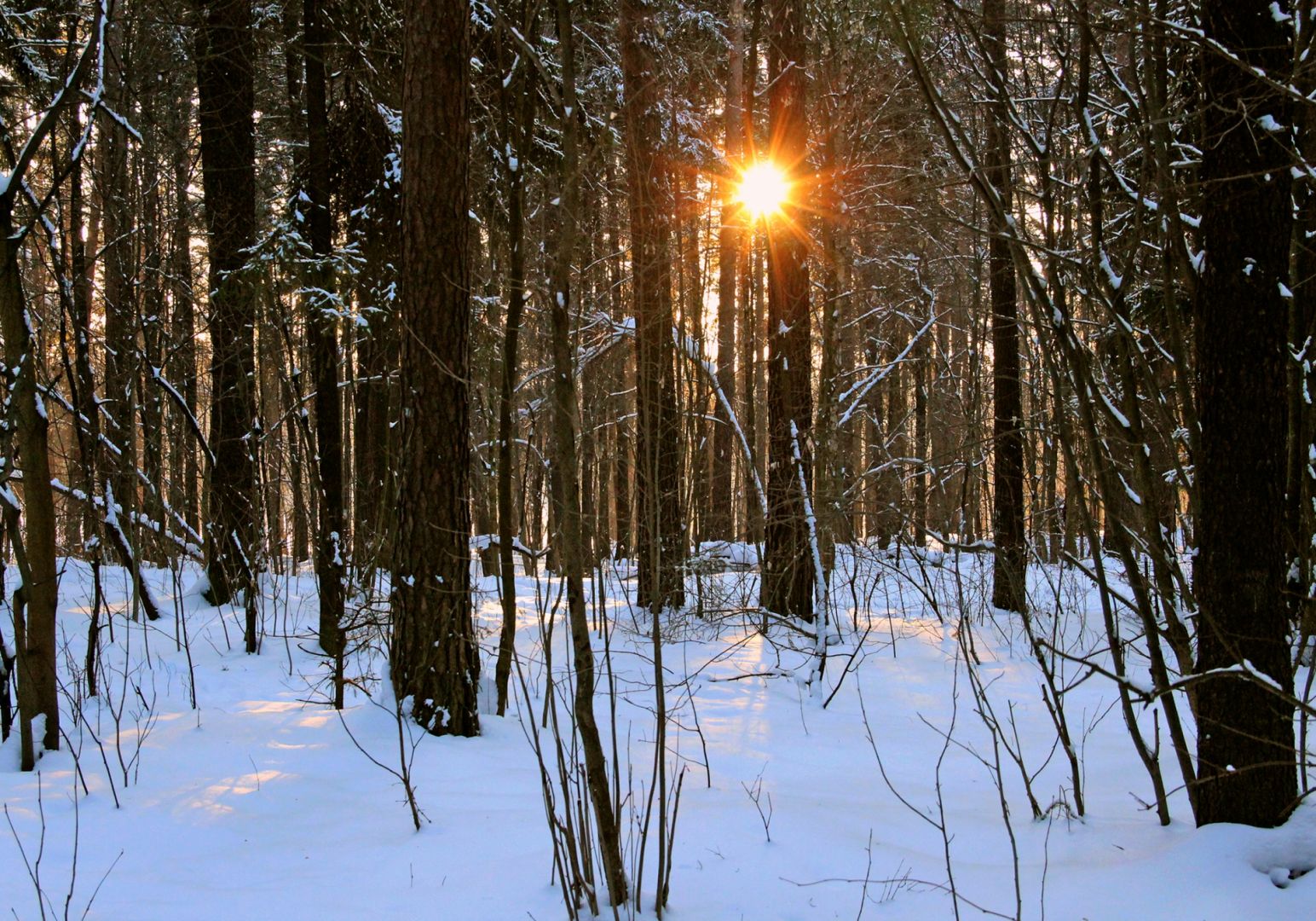 Солнечный зимний день в лесу