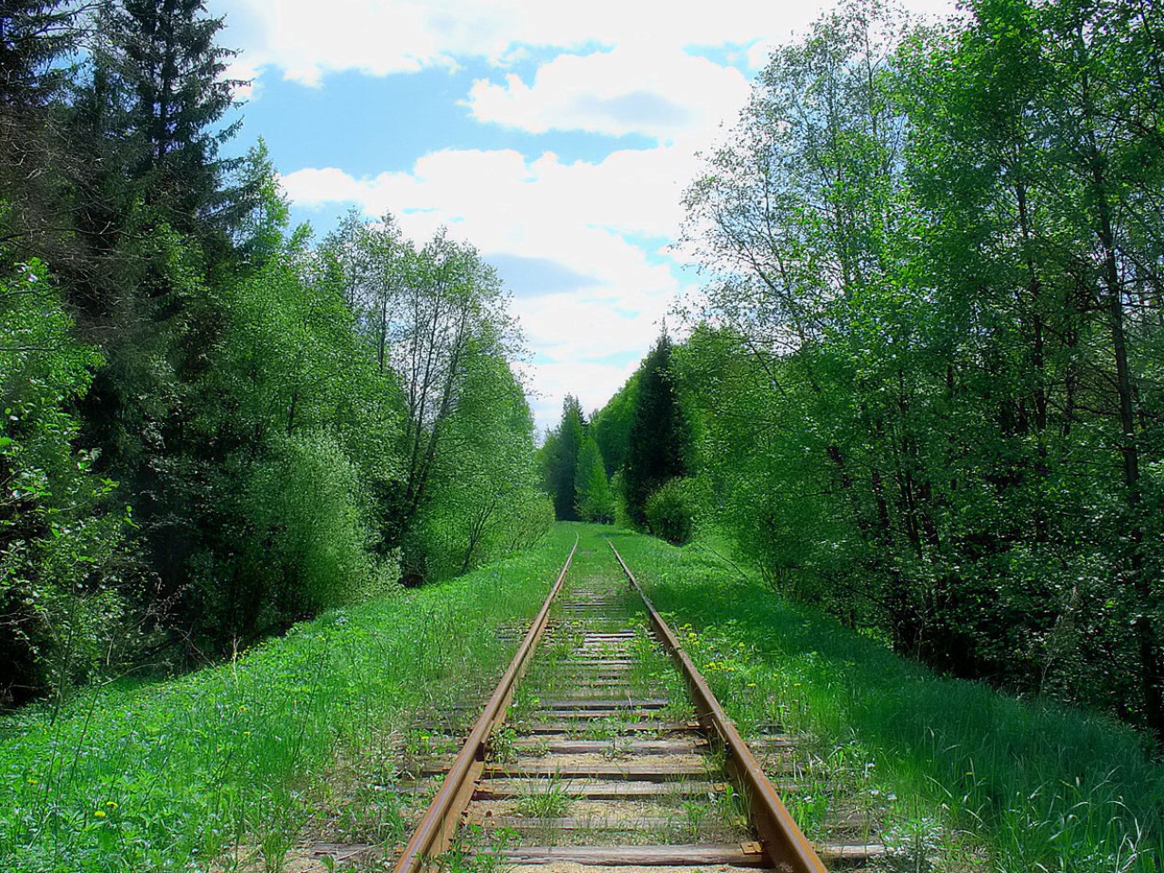 Светлогорский лес Старая железная дорога
