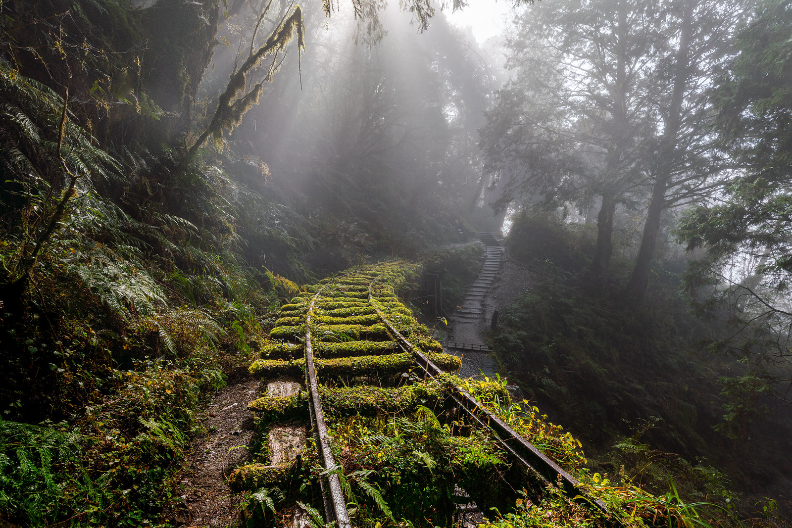 Оита Япония железная дорога в лесу