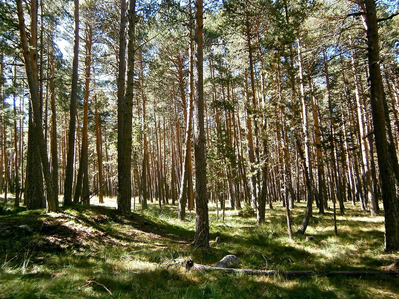 Березово Сосновый лес