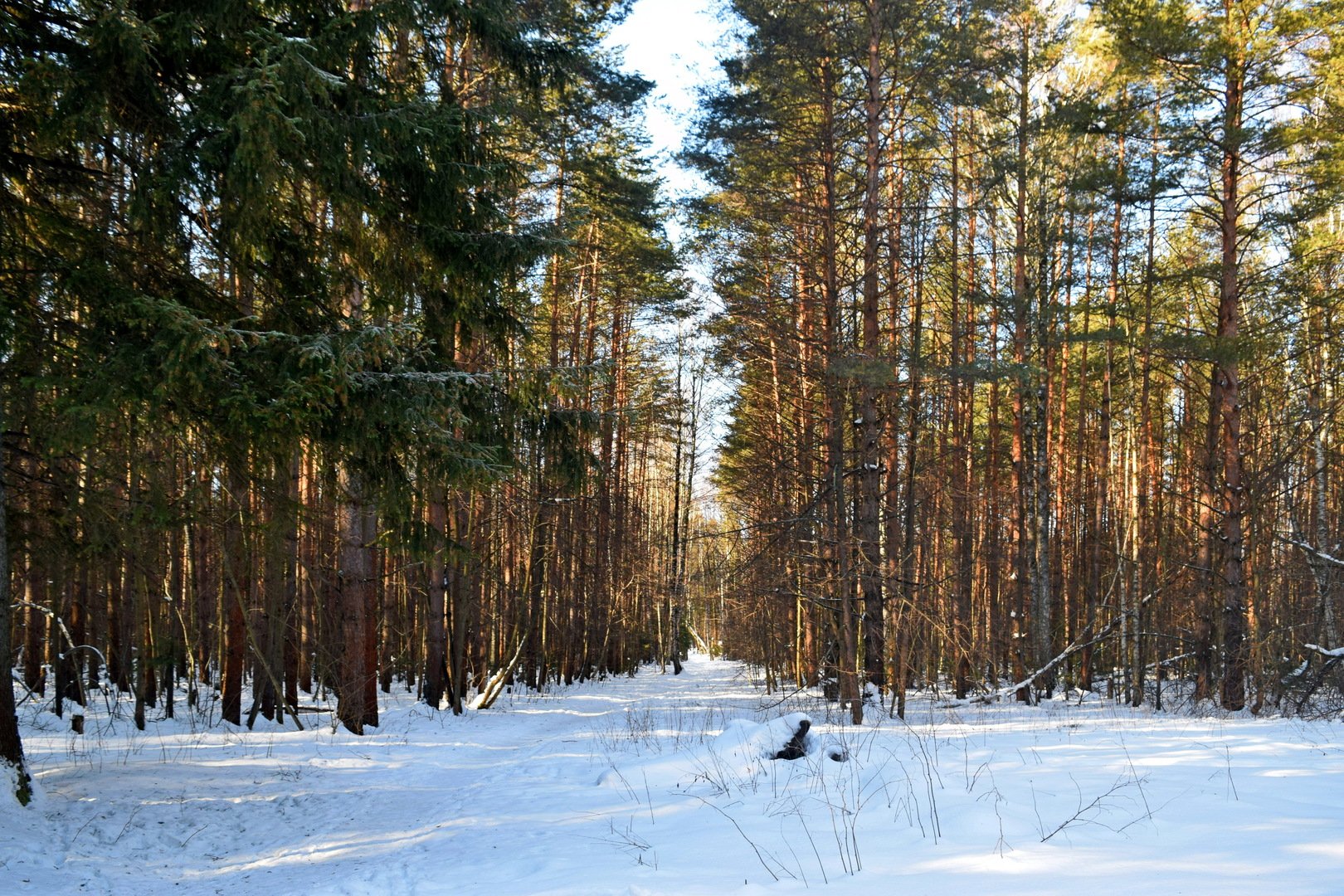Алешкинский лес зимой