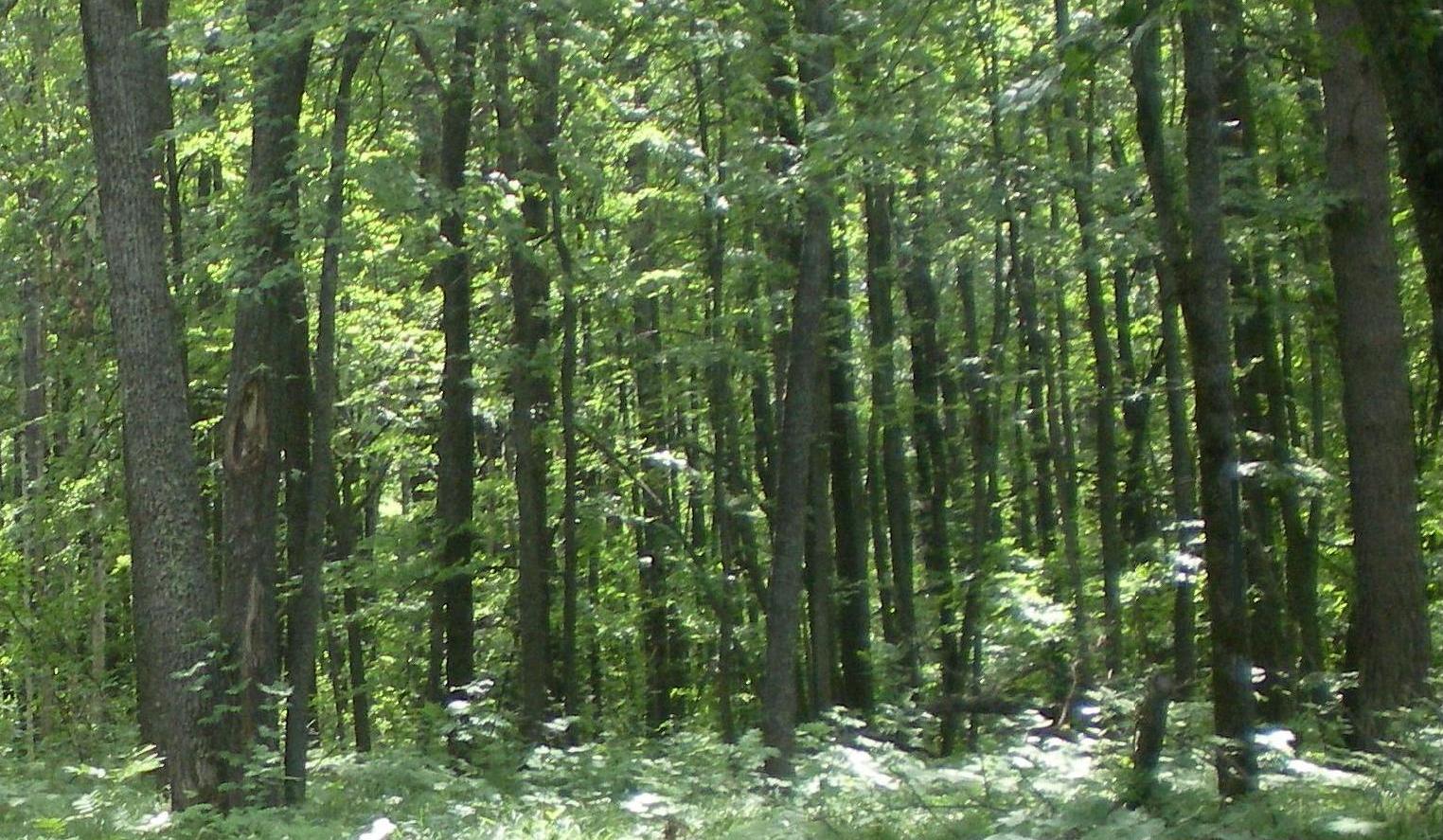 Нижегородская область широколиственный лес