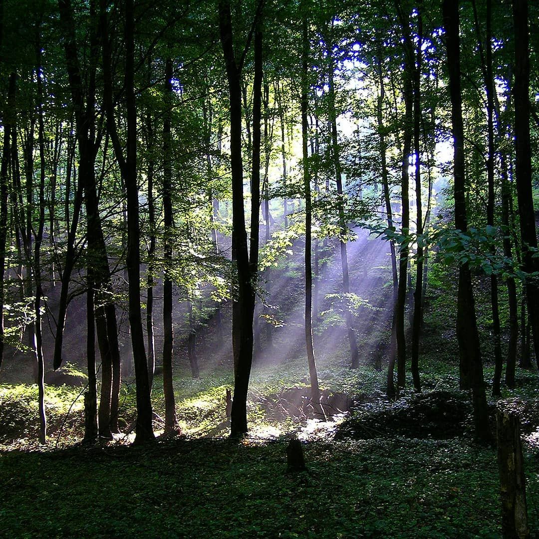 Мусихинский лес Украины