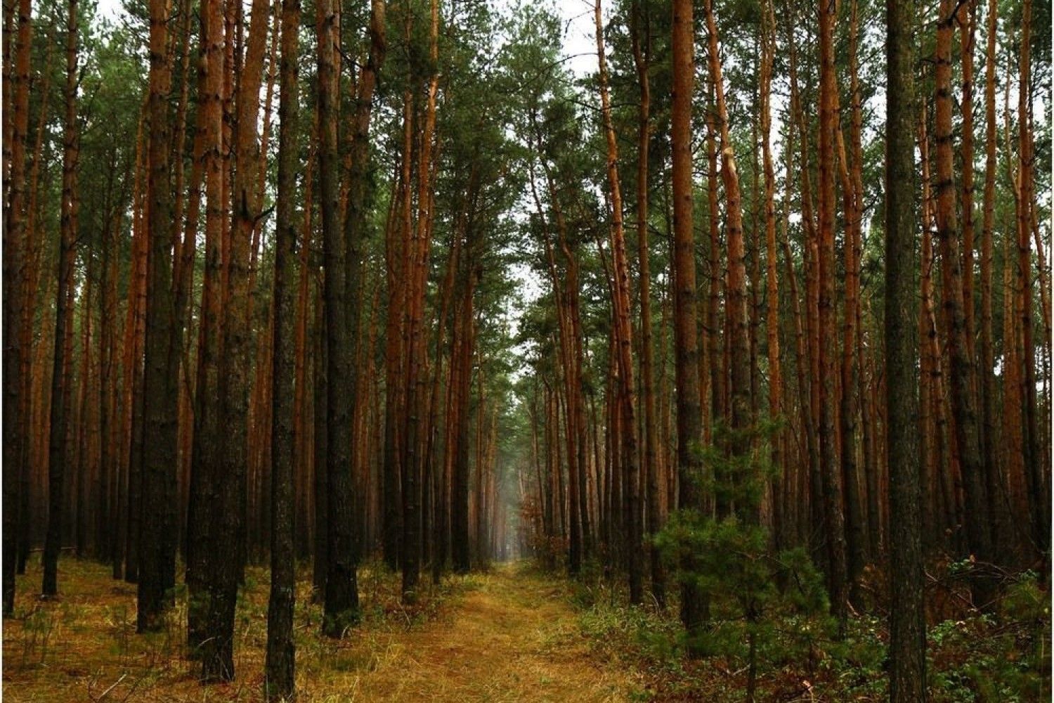 Самые красивые леса Украины