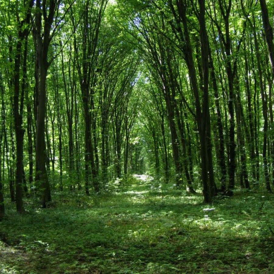 Буковый лес Украина