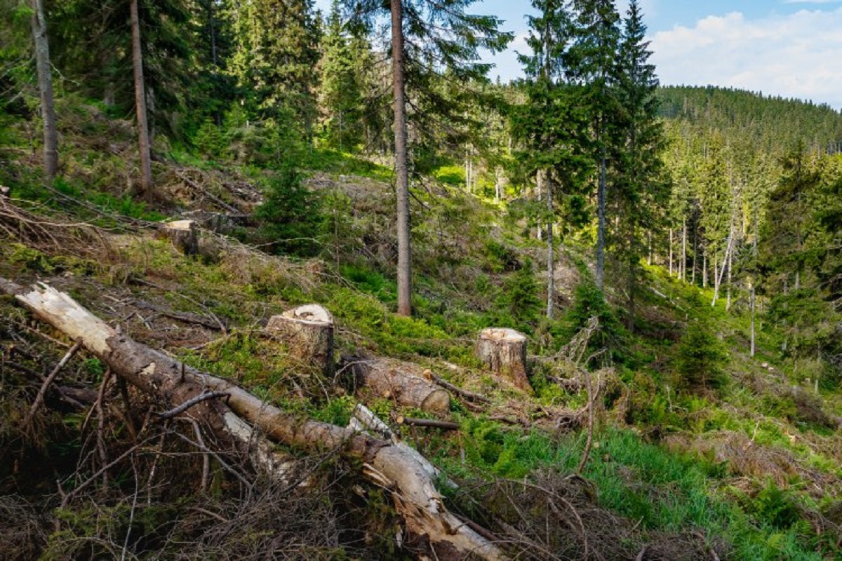 Великий лес Украина