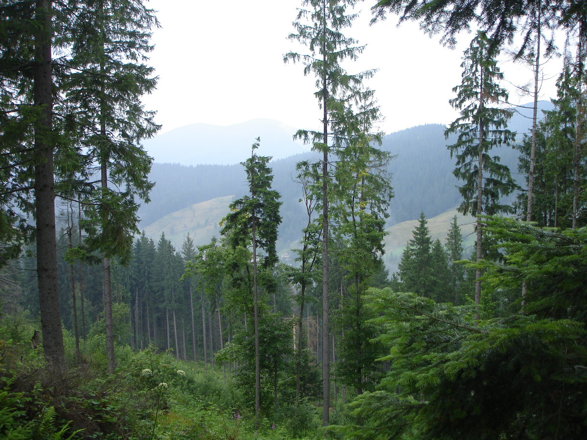 Девственные буковые леса Карпат Украина