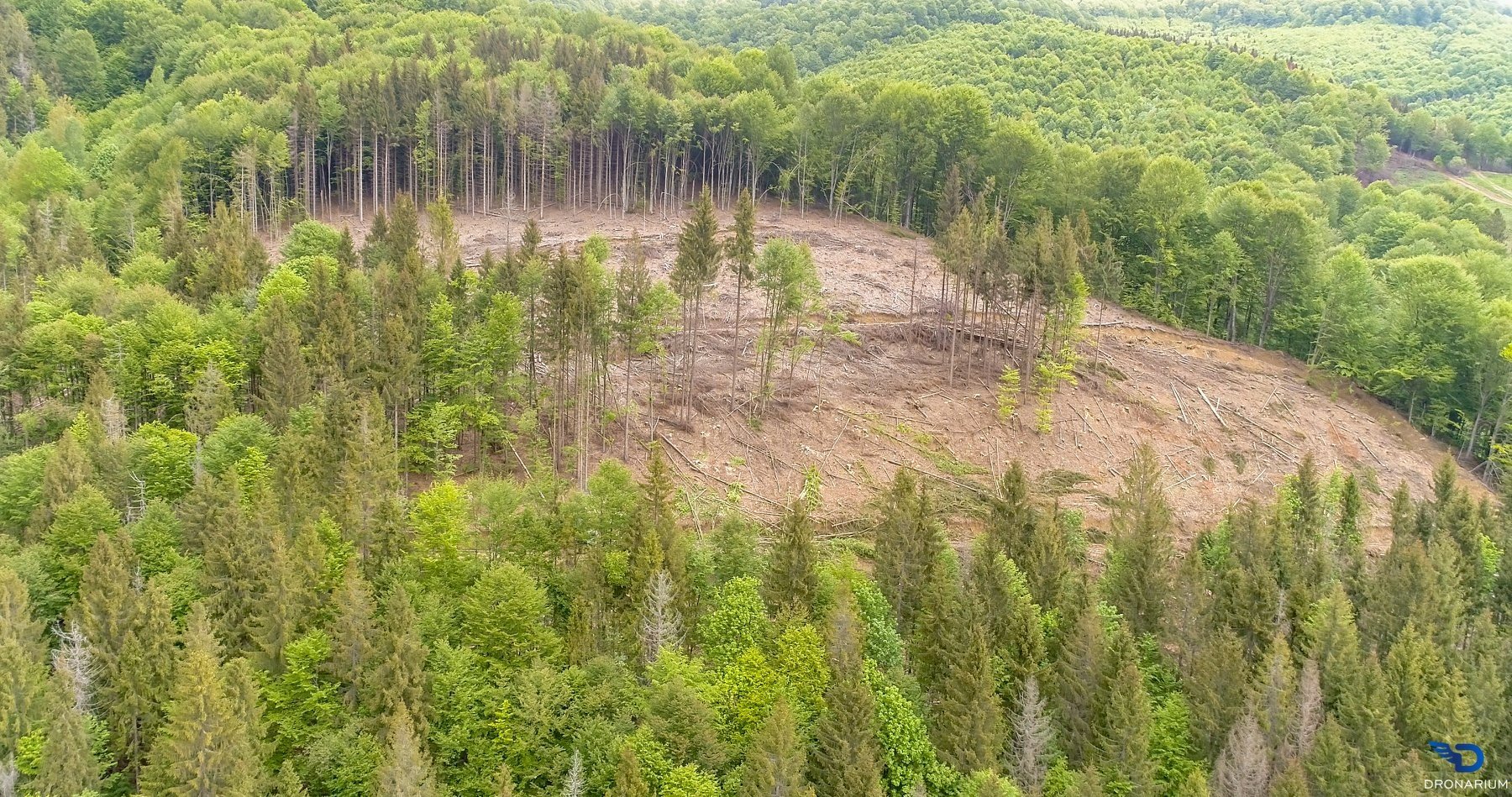 Карпаты вырубленные леса