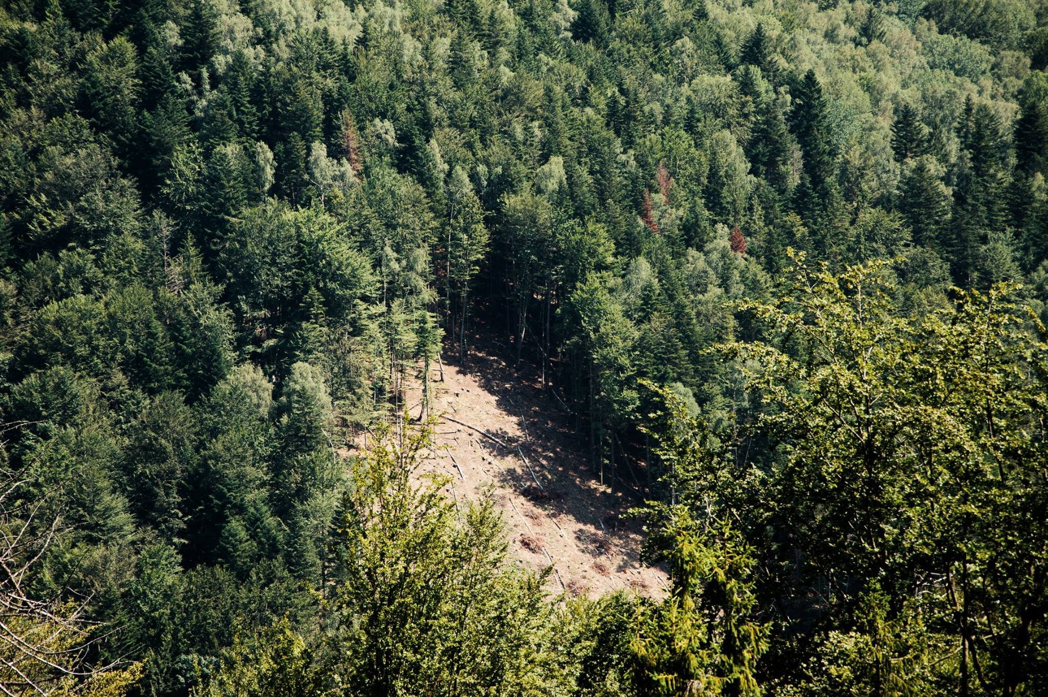 Карпатский лес сейчас