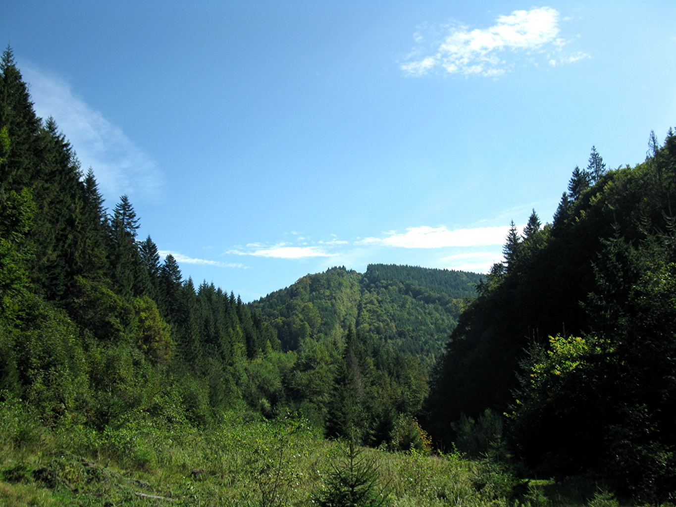 Леса Львовской области