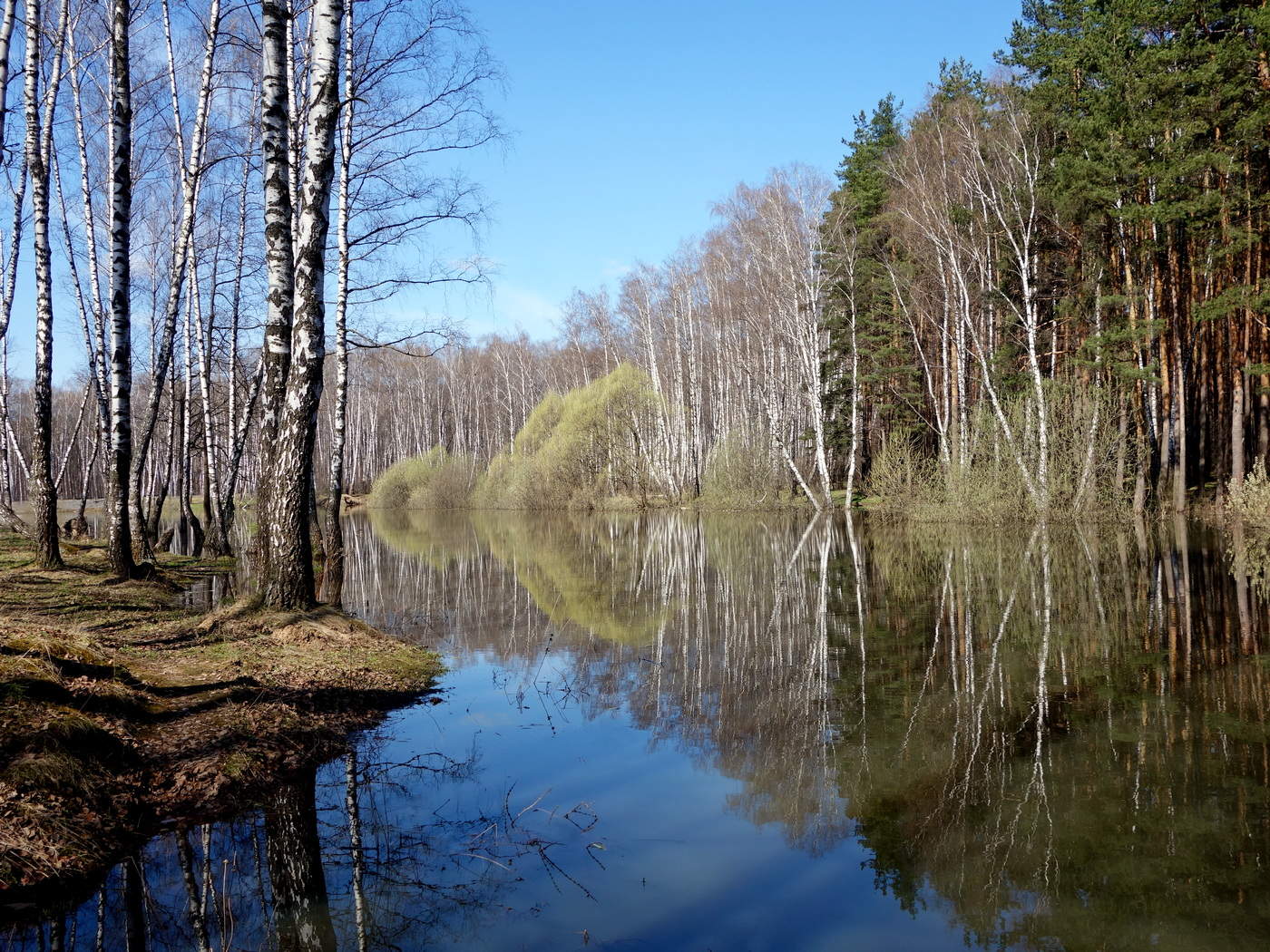 Апрель картинки лес