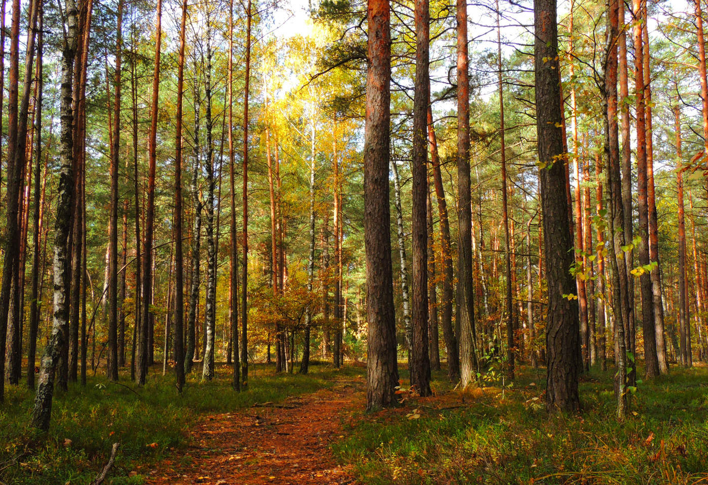 Смешанные леса Белоруссии