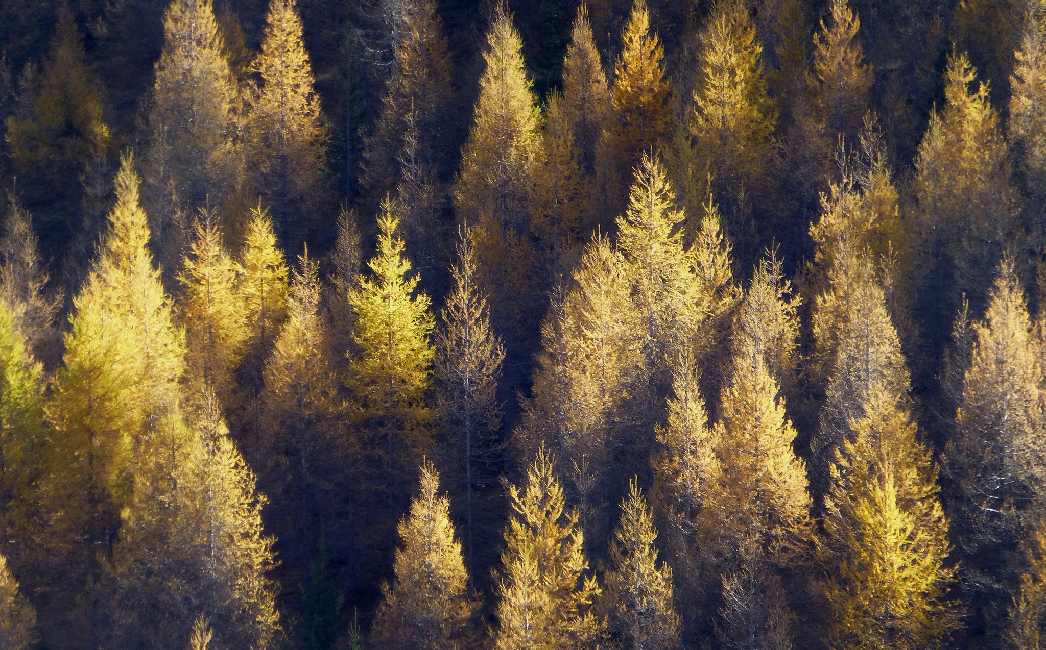 фото ели осенью