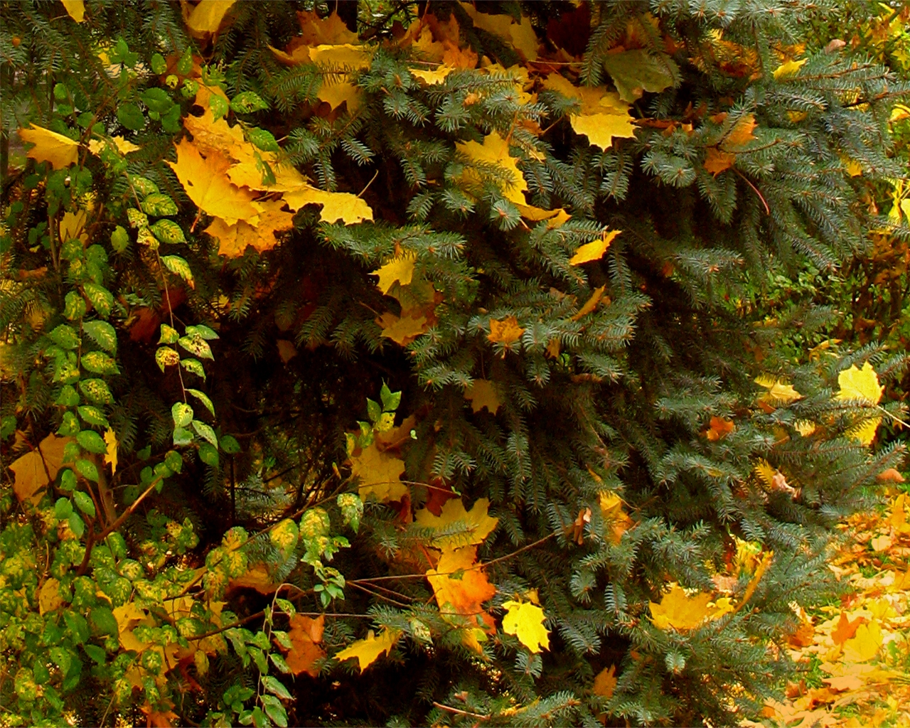 Елка в лесу осенью