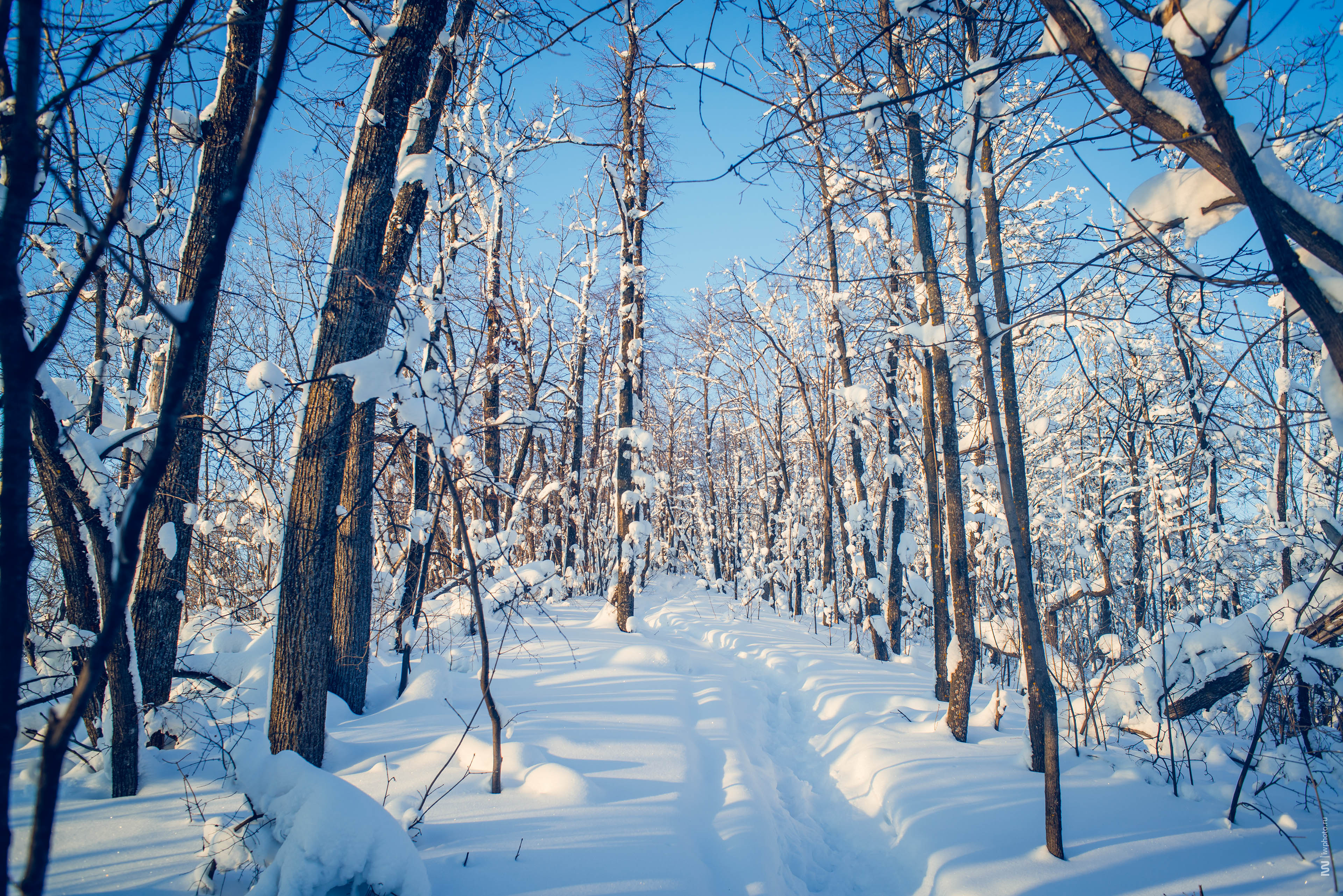 красивый лес в москве зимой для