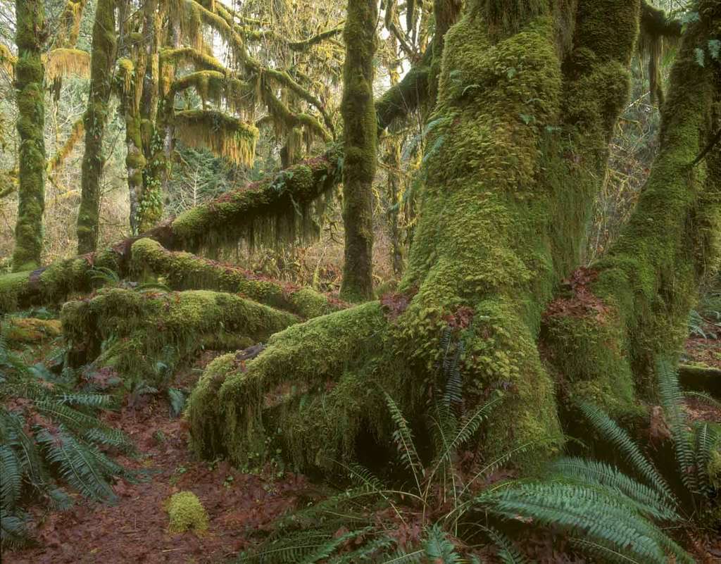 Доисторический древний лес
