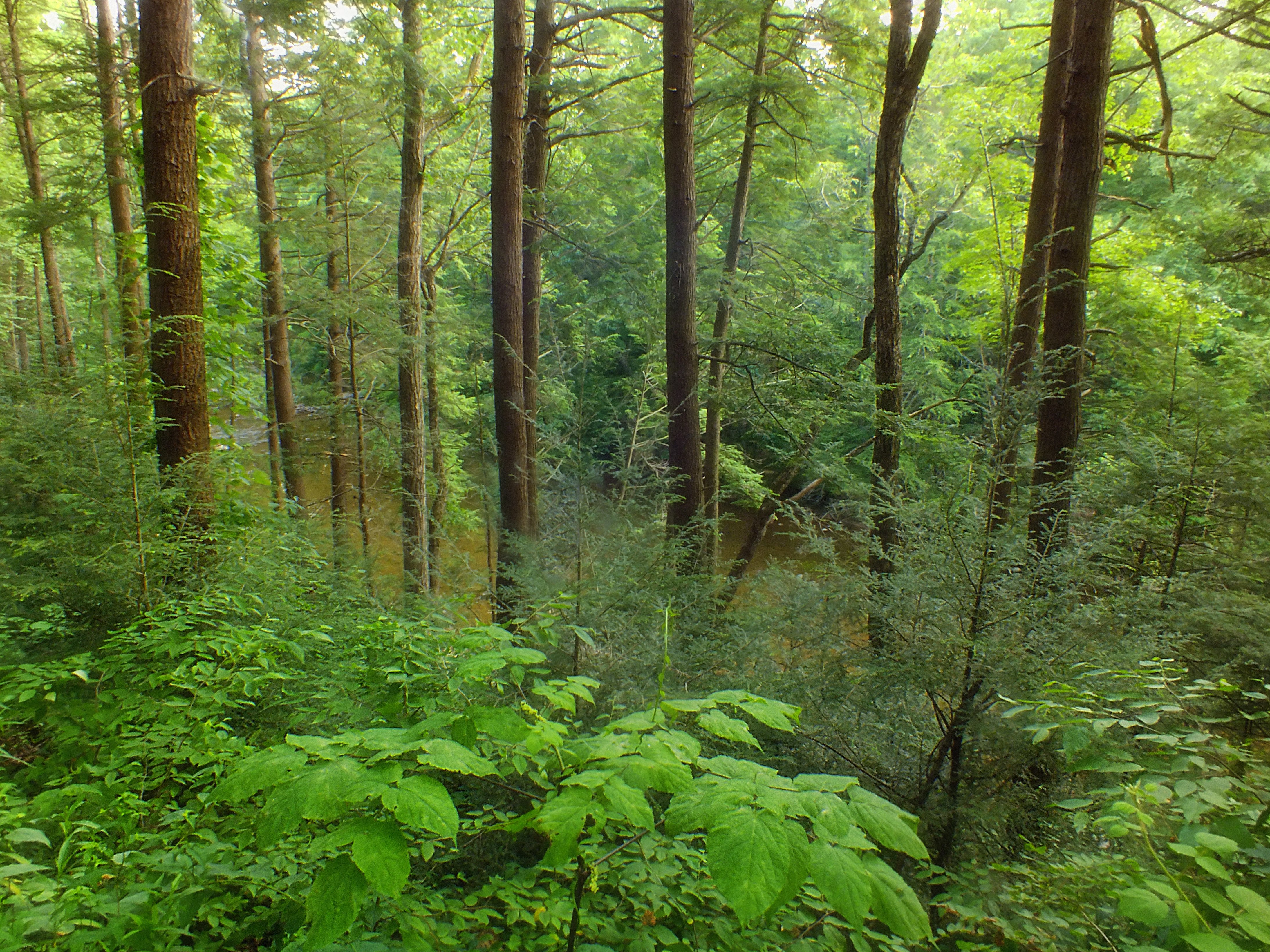 Долинный широколиственный лес