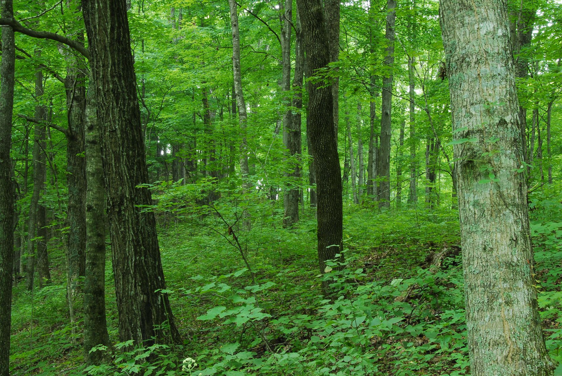 Широколиственные леса Беларуси