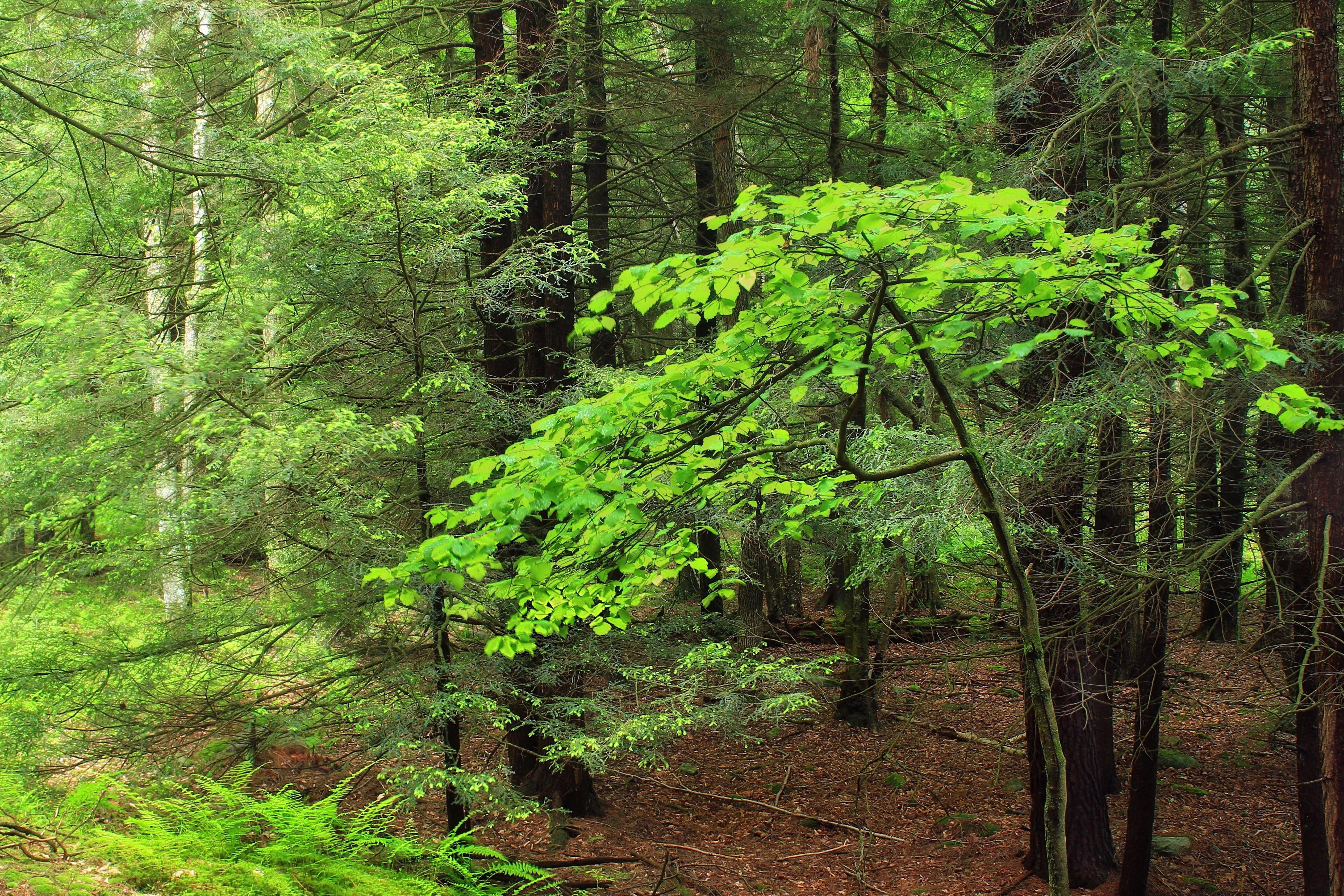 Вечнозеленые широколиственные леса