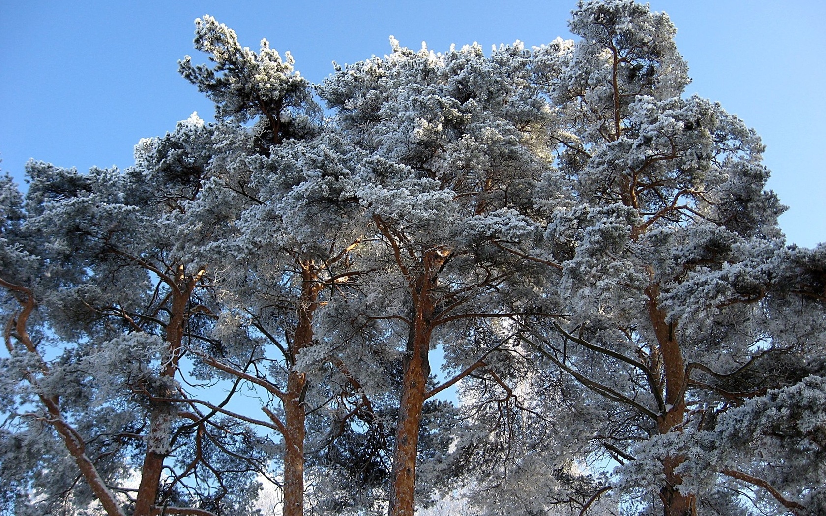 Заснеженные сосны