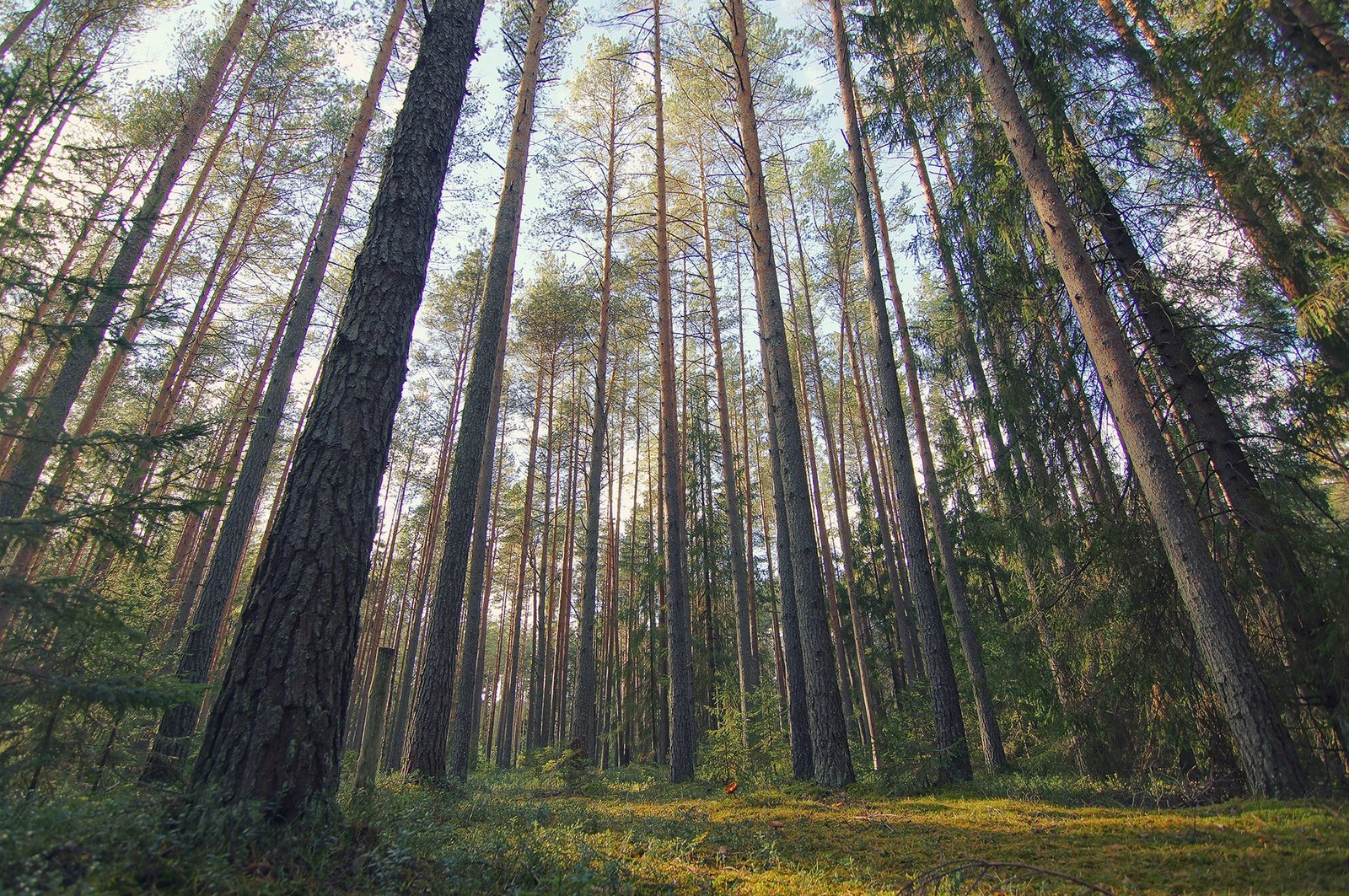 Хвойные леса Тверской области