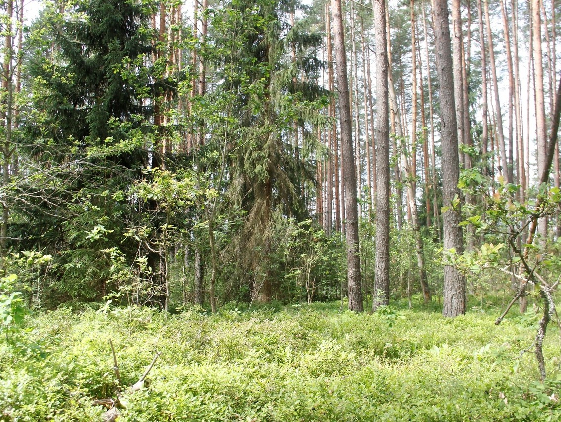 Леса Тверской области