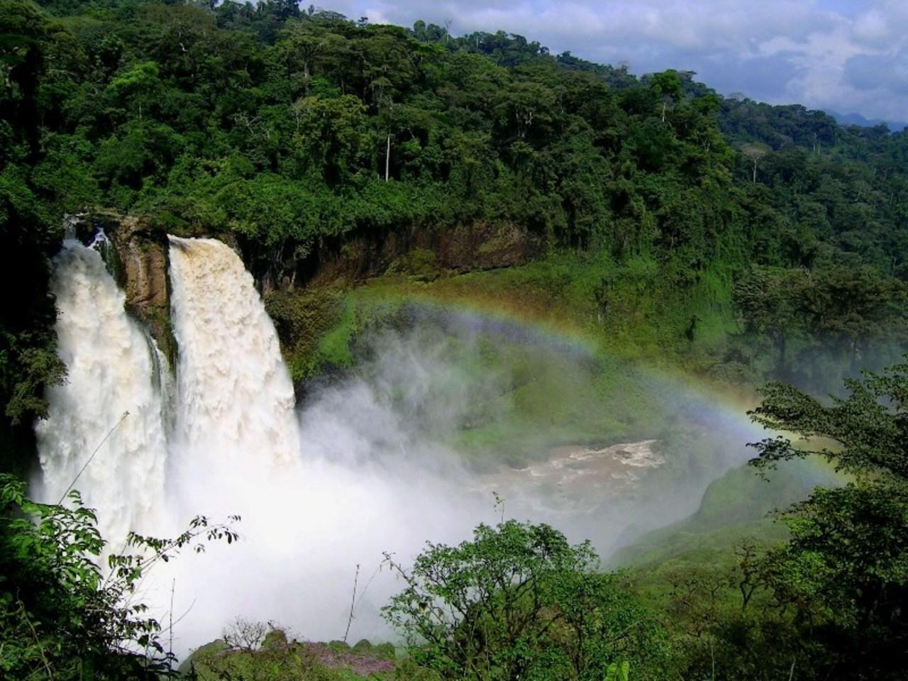 Влажный экваториальный лес Африки