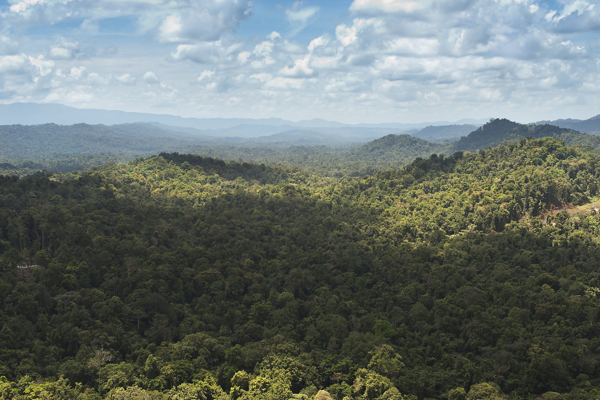 Леса Папуа новой Гвинеи