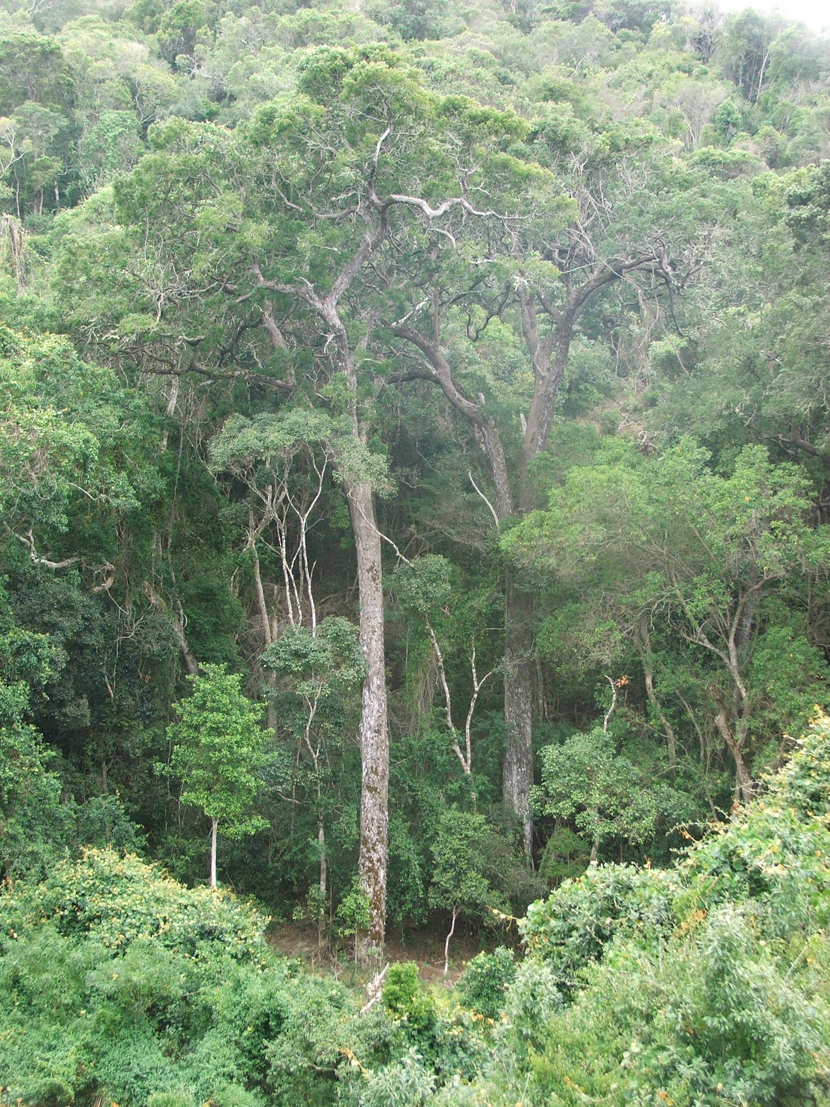 Галерейные леса Южной Америки