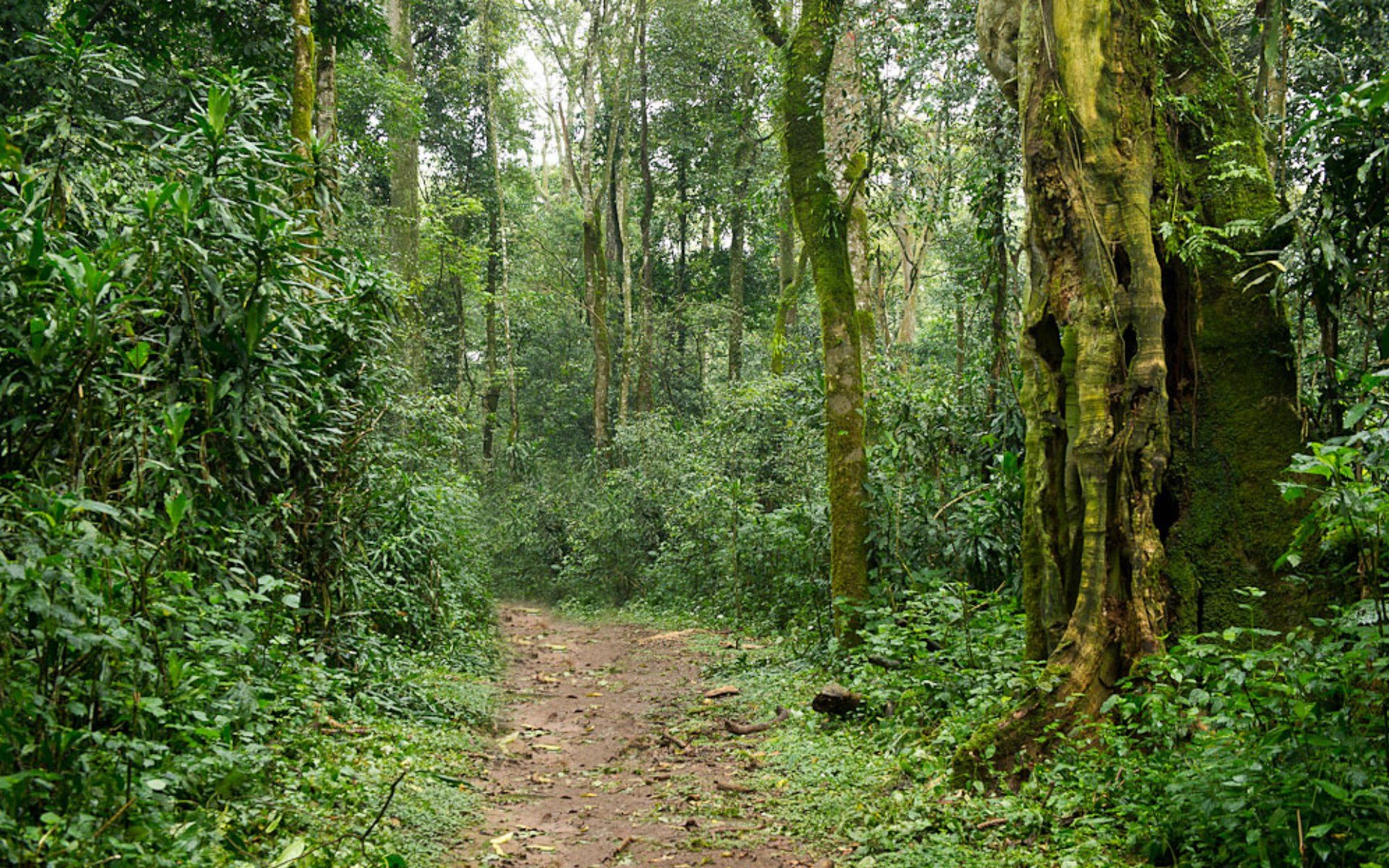 Национальный парк Абердэр тропические леса