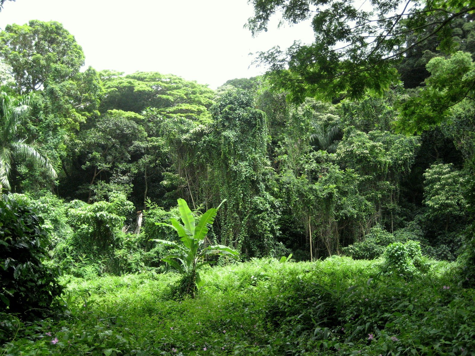 African forest