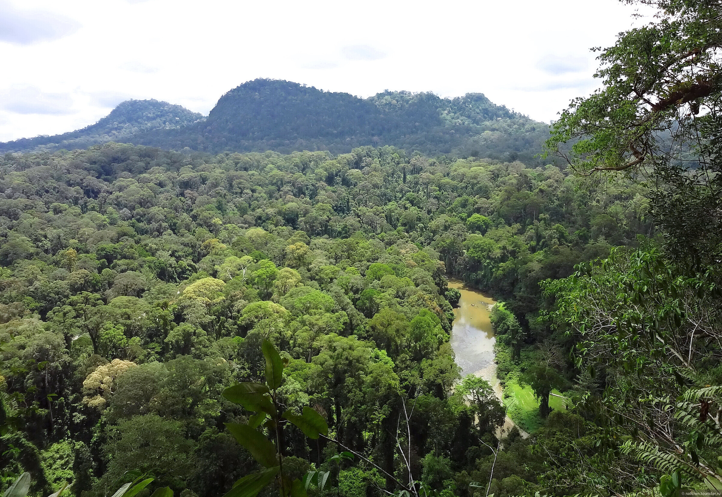 Экваториальные леса о. Калимантан
