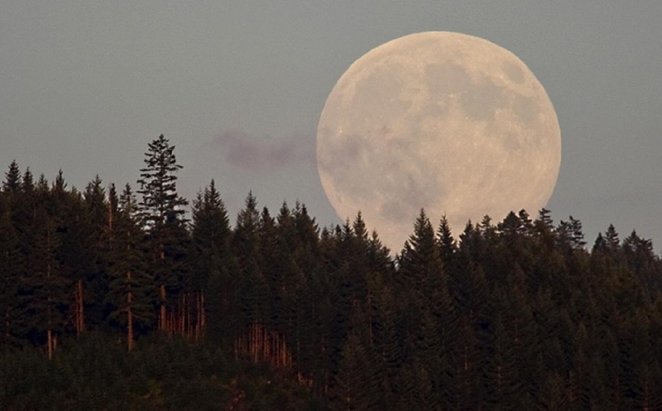 Огромная Луна над лесом