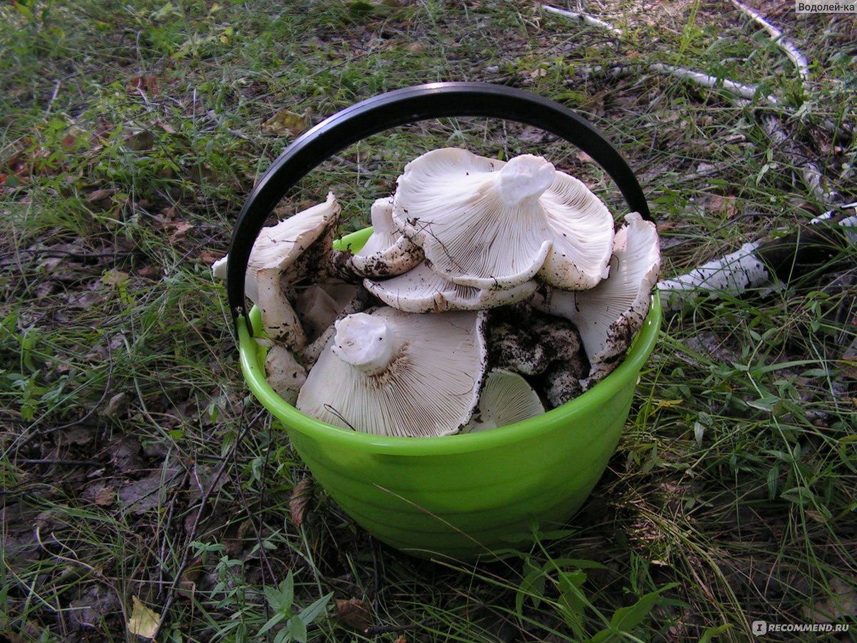 Ведро с грибами грузди