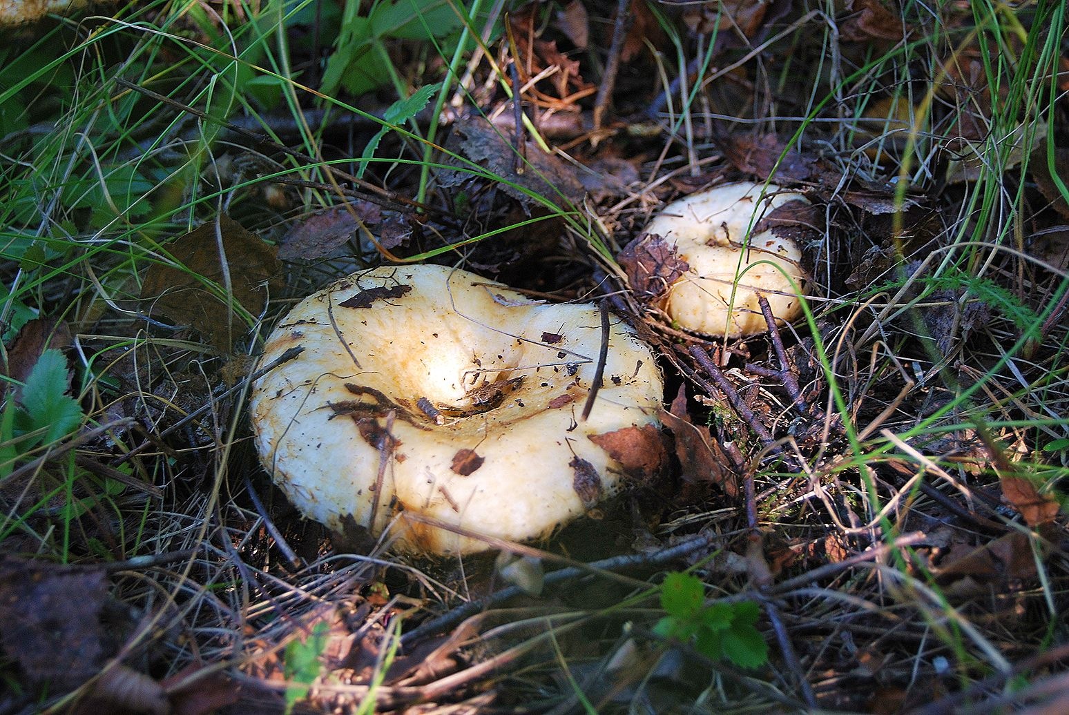 Белый гриб Пензенской области