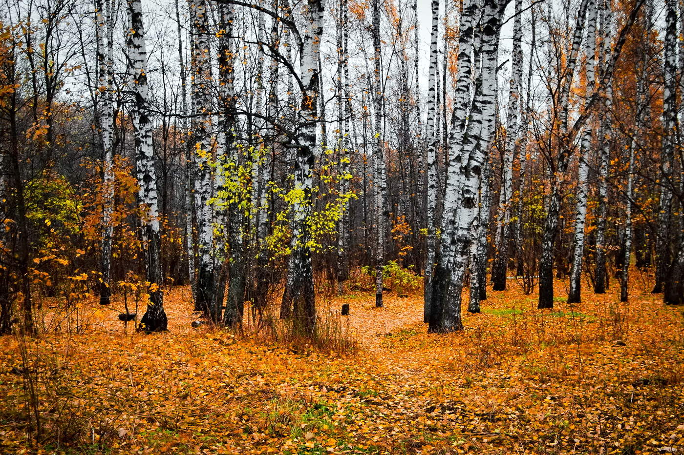 Березовый лес в Самарской области