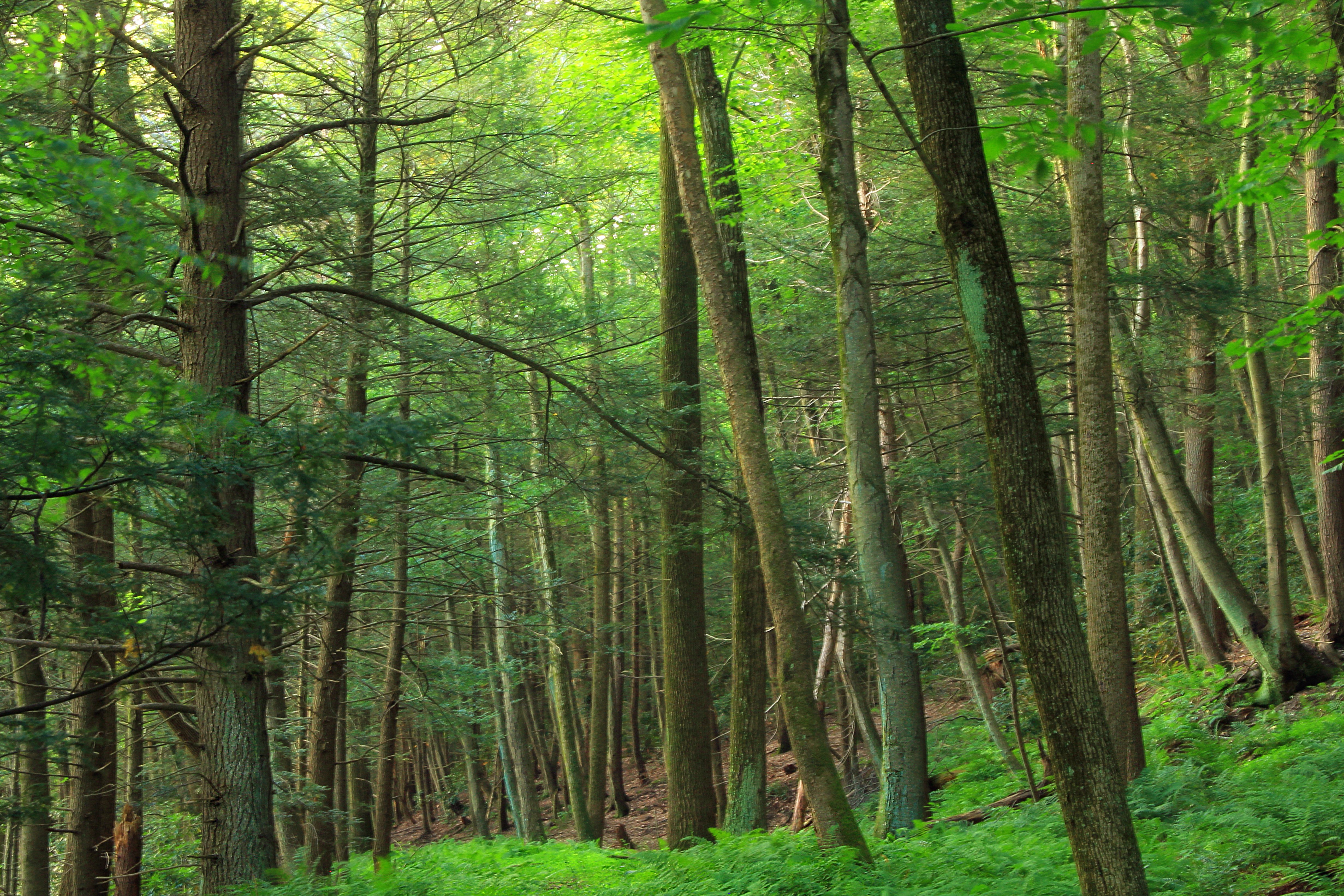 Самоизреживание хвойного леса
